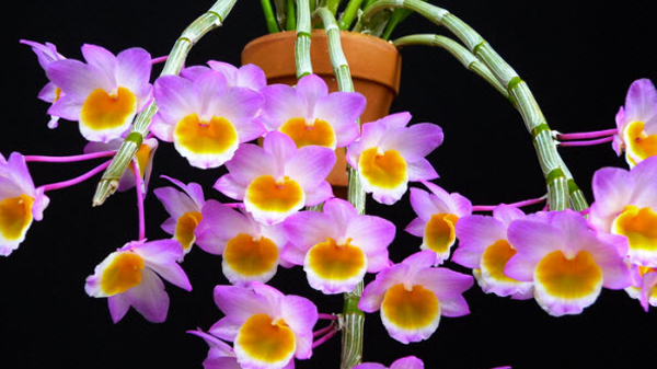 1 bó lan long tu lào rừng tây bắc hàng thuần siêu to, hoa siêu đẹp