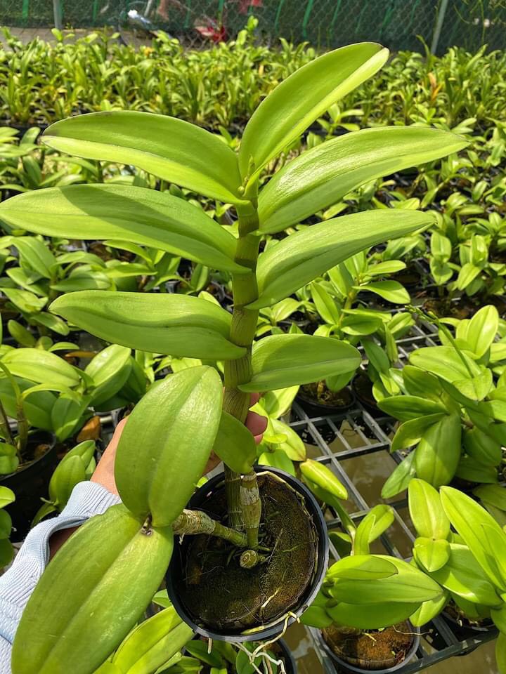 Denro Terra Samba Growing Tree