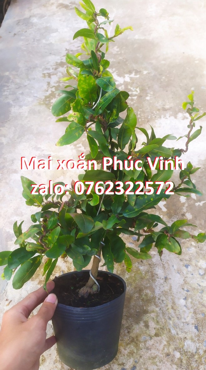 Mai Xoắn (Mai Quắn) Giảo Tự Xoắn
