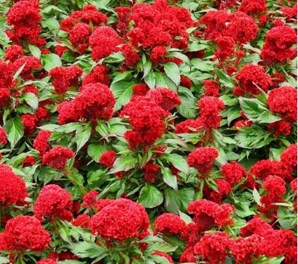 [HCM]Gói 30 hạt giống mồng gà búa nhiều màu