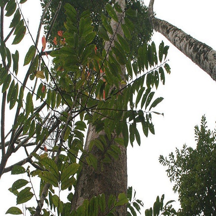 Cây giống gỗ sến - 678889