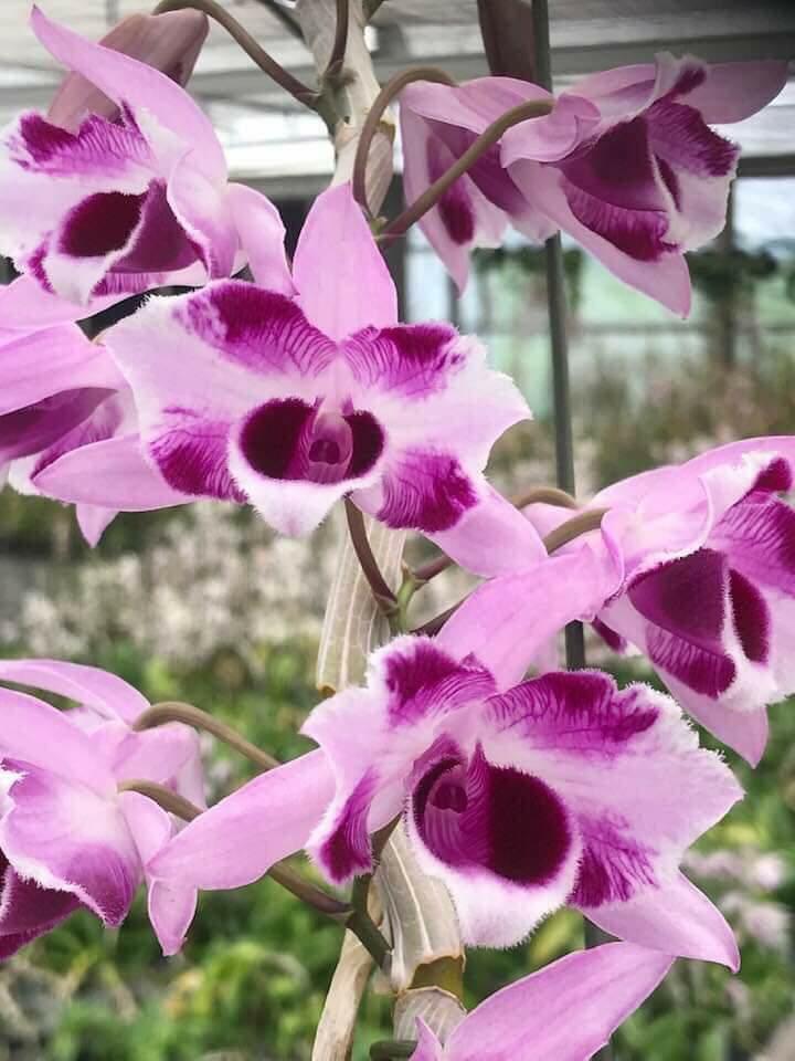 Giả Hạc 6 Mắt - Hàng ươm Kie chuẩn hoa 10cm