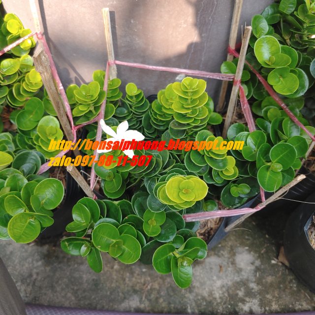 Lài Hoàng Gia ( Lài Nhật)