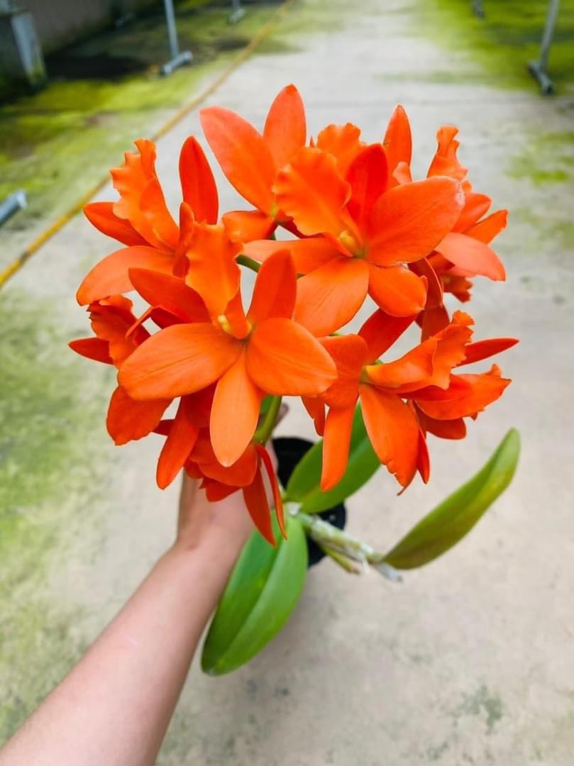 Hoa lan Catt đài Youngmint cây giống