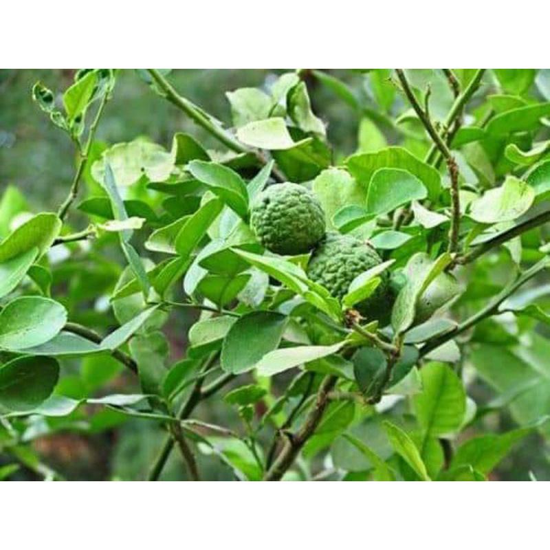 Chanh Thái-Chanh Trúc (Chanh Não Người) DFGDFG (nmalongshopxin)