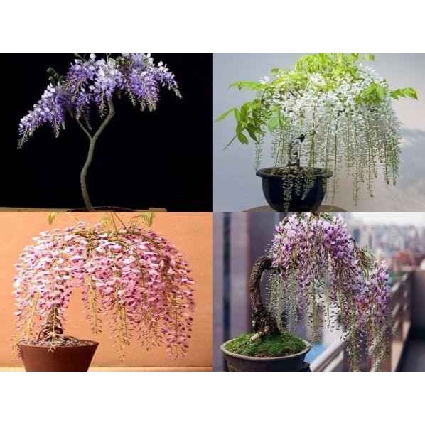 ( MỚI VỀ ) (GIÁ SỈ) CÂY GIỐNG HOA TỬ ĐẰNG
