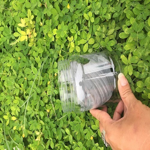 Bộ Sào Bẫy Chim Sẻ