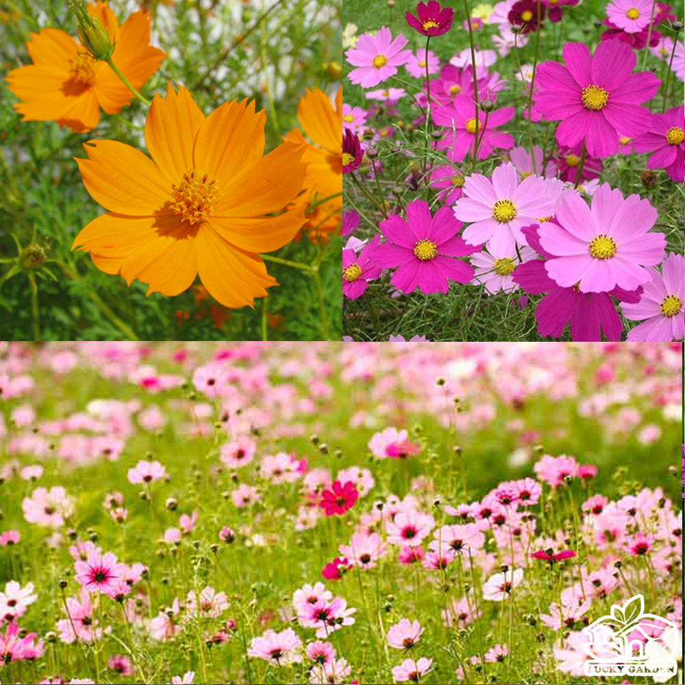 "Gói 100 Hạt " Hạt giống hoa cúc sao nháy nhiều màu