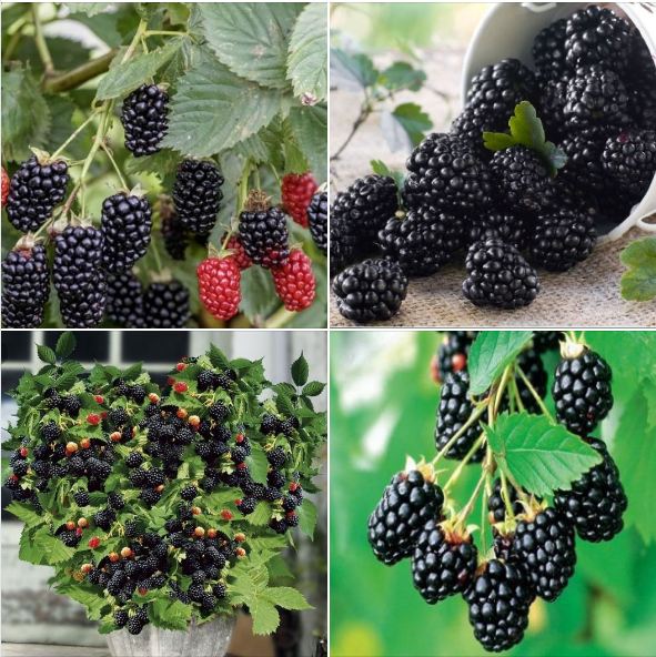 Hạt giống mâm xôi đen - gói 30 hạt