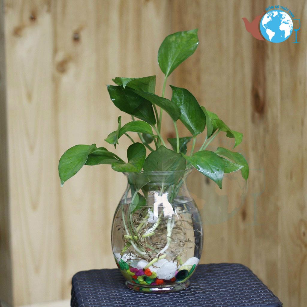 [HCM]Bình bông lọ hoa thủy tinh bầu dục nhỏ , bình thủy tinh trồng cây thủy canh cực xinh, bình cắm hoa