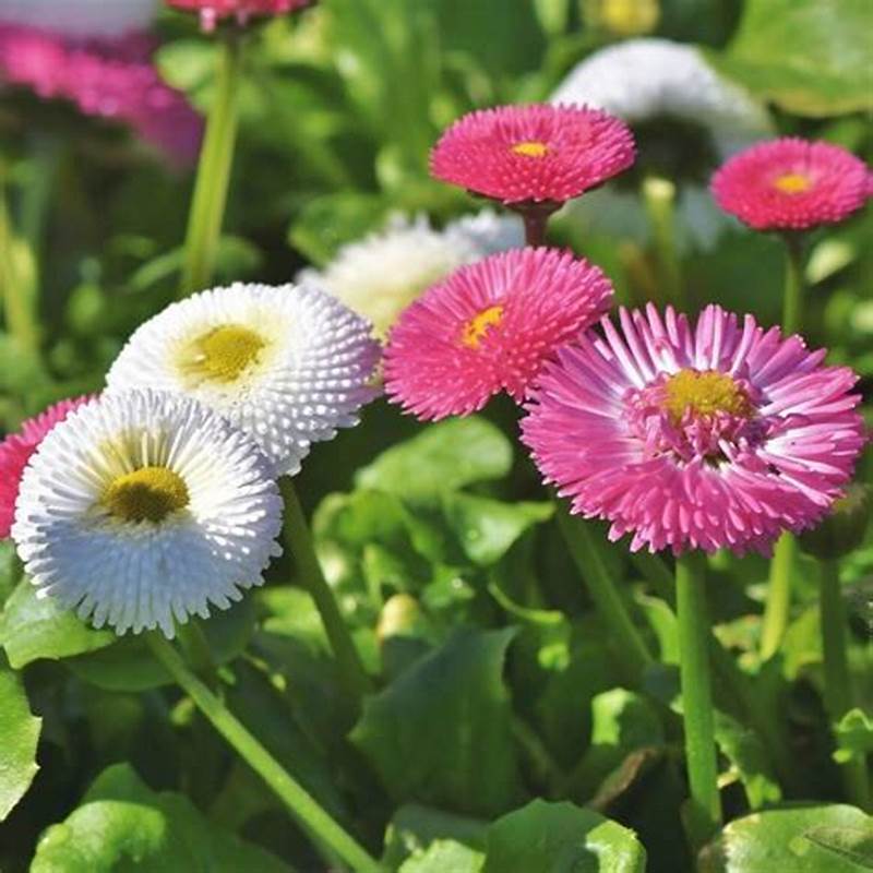 Hạt giống hoa Cúc Anh Mix (Bellis Perennis)(gói 50 hạt) - Dễ trồng