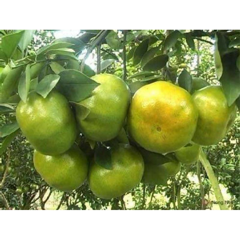 cây giống quýt đường thái lan