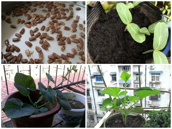 Hạt Giống Bầu Hồ Lô Mini