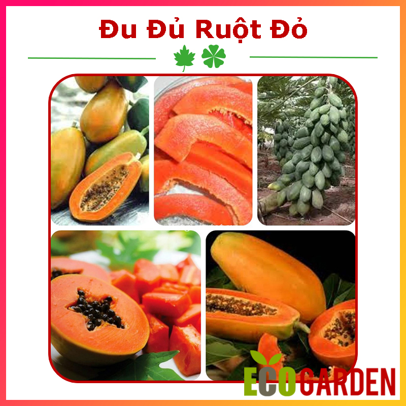 Hạt giống đu đủ ruột đỏ lai f1