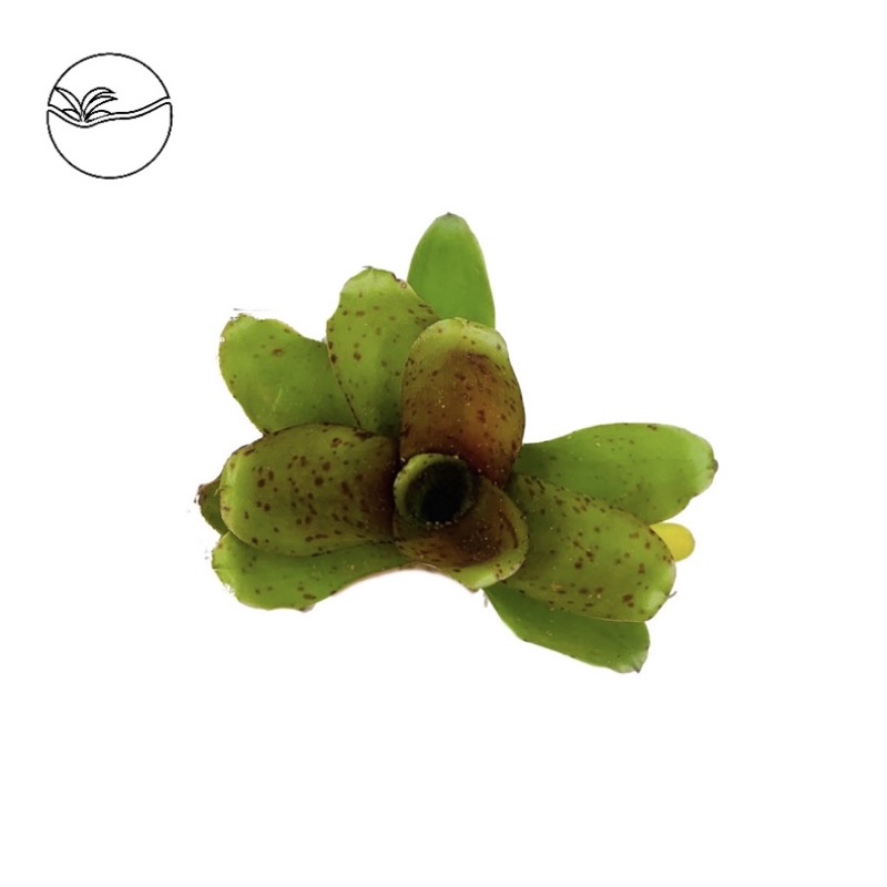 Bromeliad - cây dứa nam mỹ - cây bán cạn
