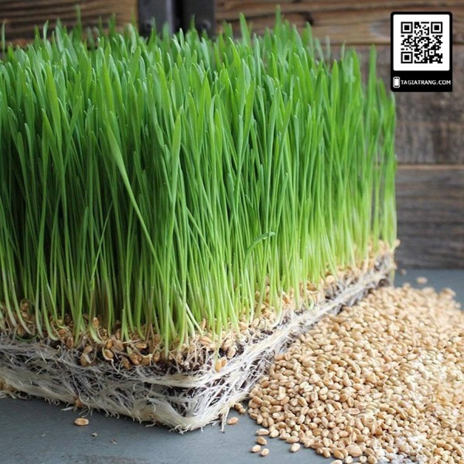 MA400 GÓI 100 Hạt giống mầm lúa mạch