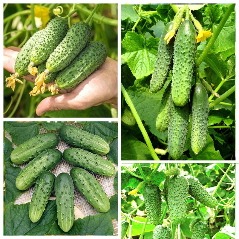 Hạt giống Dưa Chuột gai Mini / Dưa Bao Tử ( năng suất, sai trái, gieo trồng quanh năm )