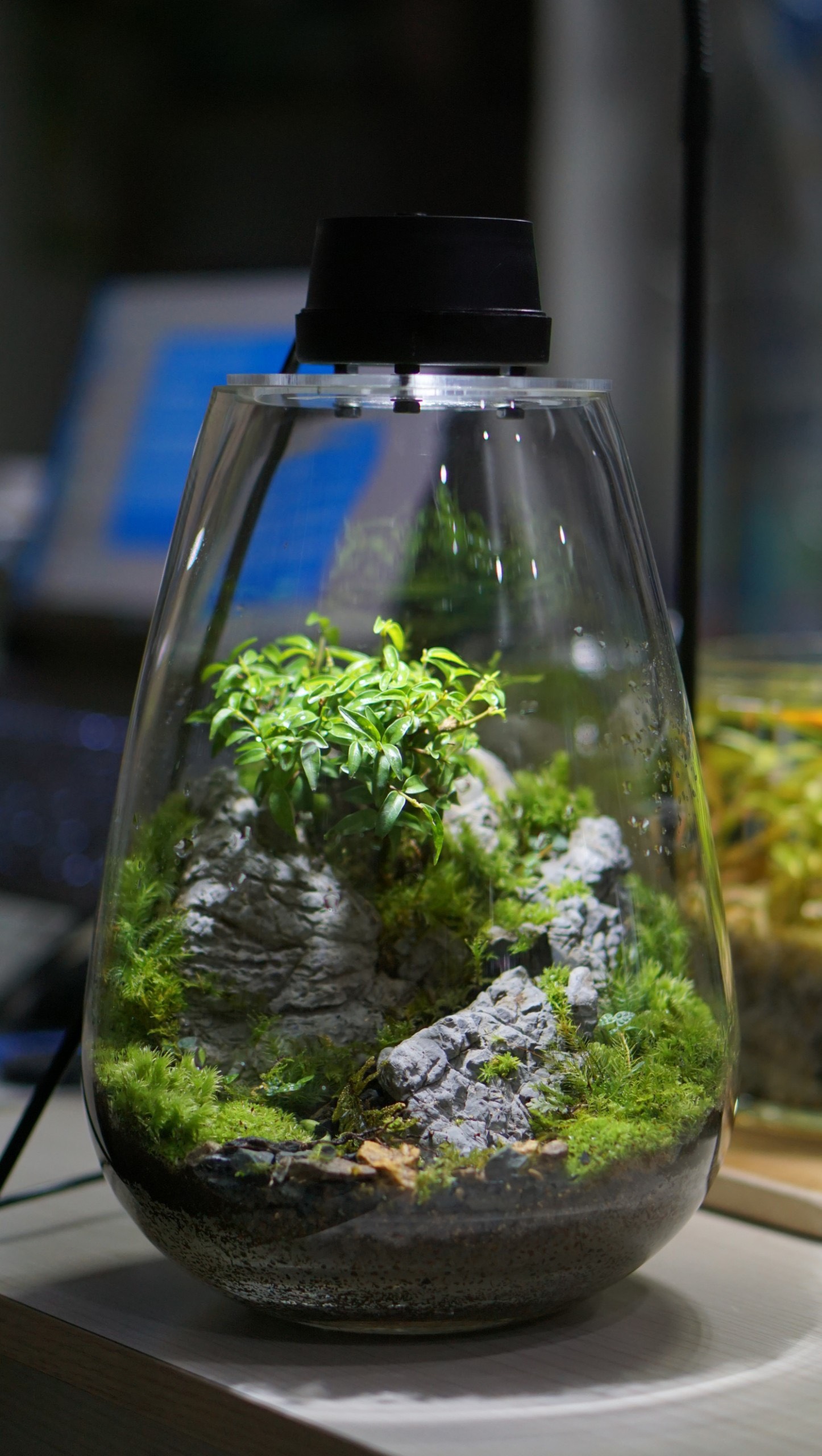 Nắp đèn cho bình terrarium hàng đặt 3w size 9cm