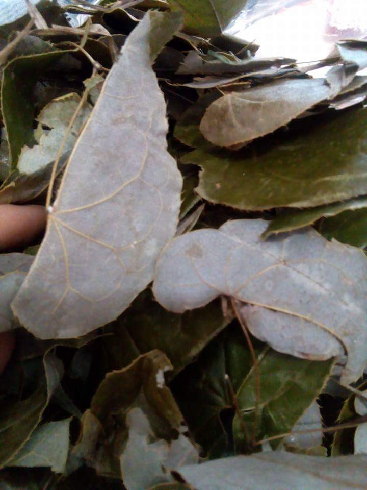 [HCM]200g Lá dâm dương hoắc