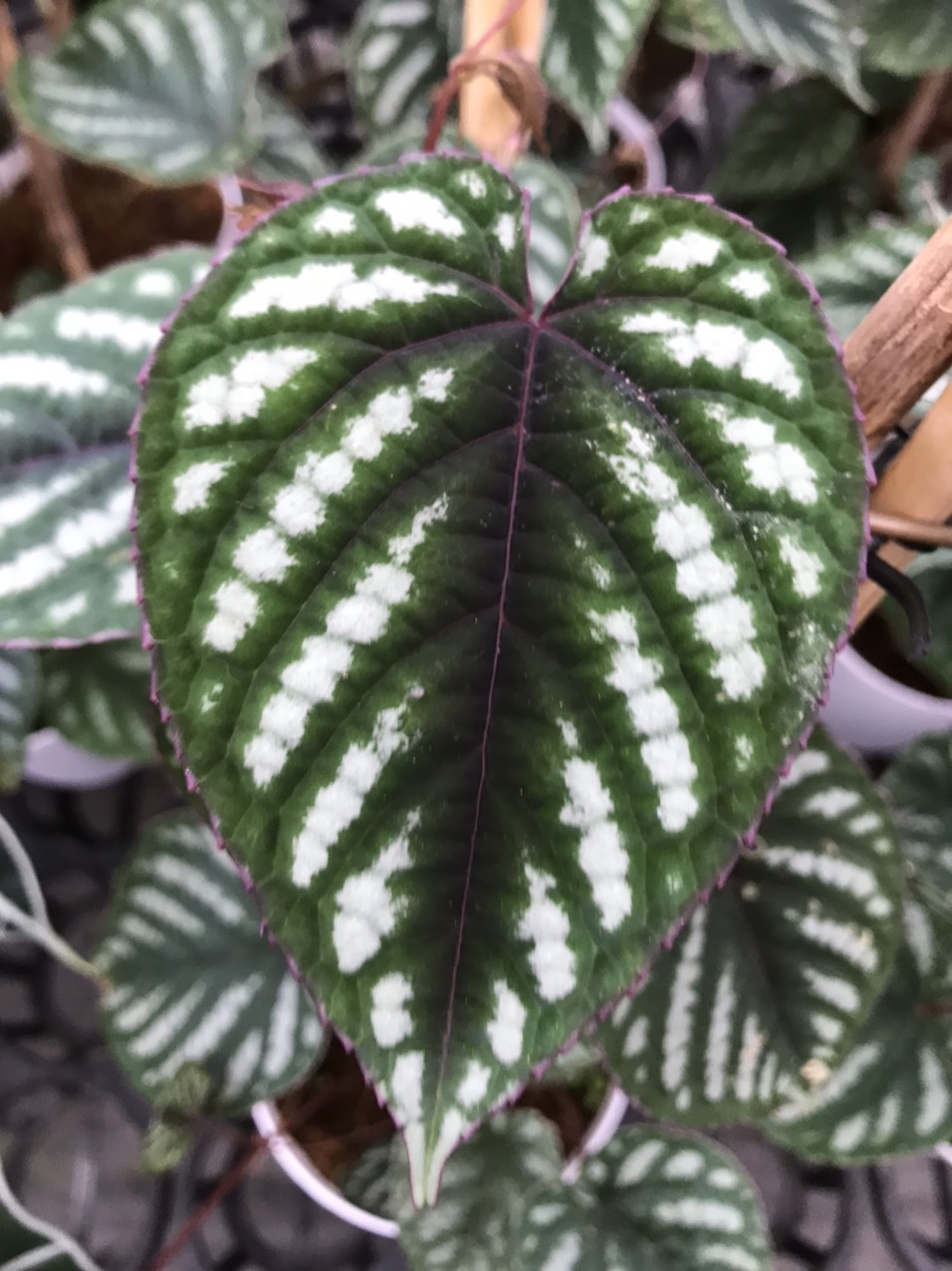 Cây Hồ Đăng - Rex Begonia Vine