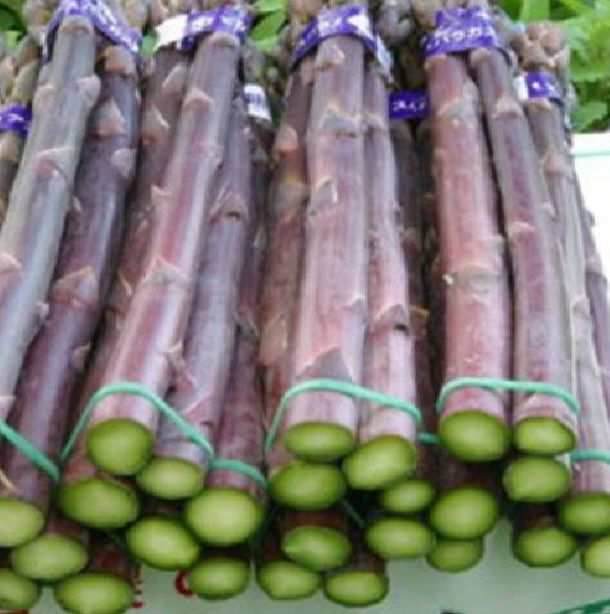 Hạt Giống măng tây tím/gói 20 hạt(tặng kèm phân bón)