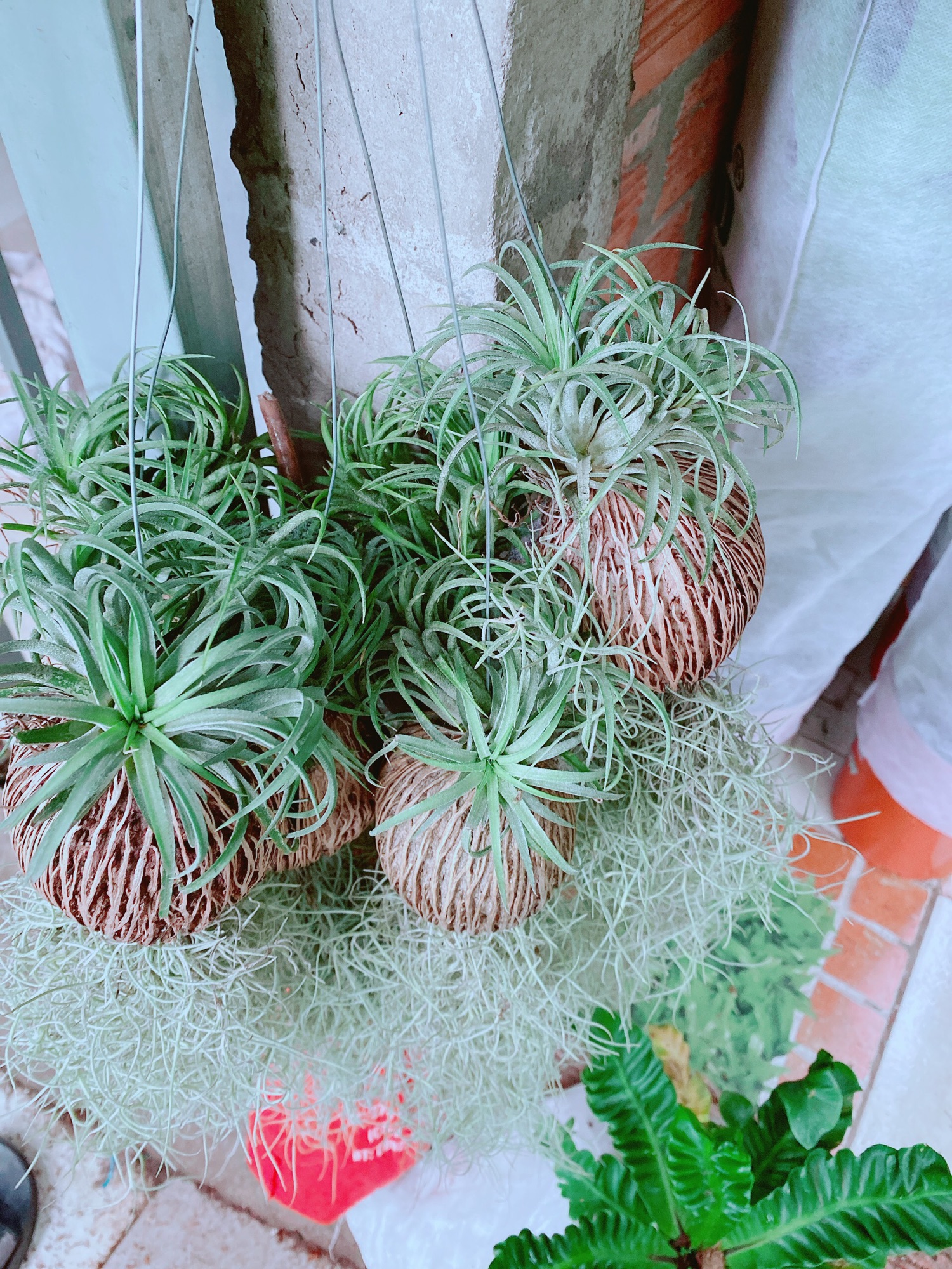 Cây Không Khí Size Đại
