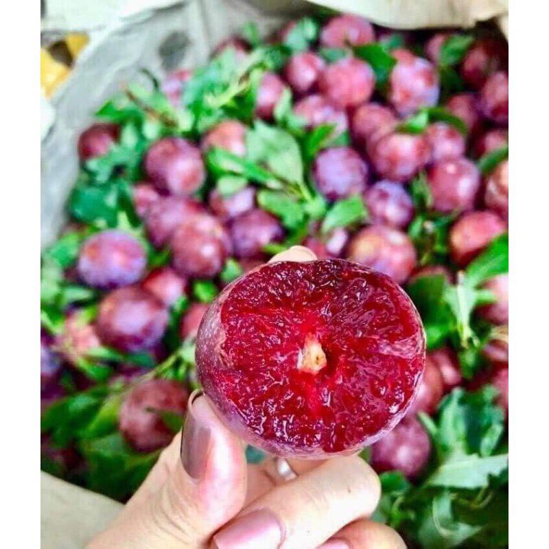 cây giống mận tam hoa!