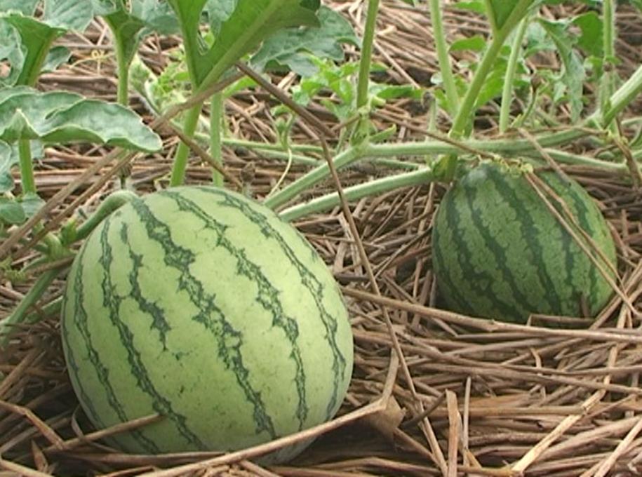 Hạt giống DƯA HẤU SIÊU NGỌT KHÔNG HẠT F1 - Nảy mầm tốt - Tặng kèm 1 gói bón lá và 1 gói kích nảy mầm, có tờ hướng dẫn trồng