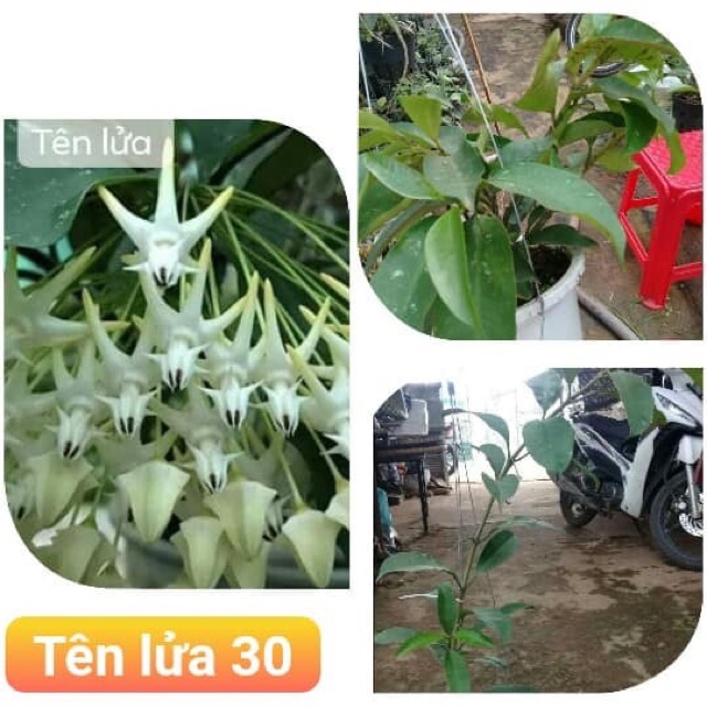 Lan cẩm cù nhiều màu mua