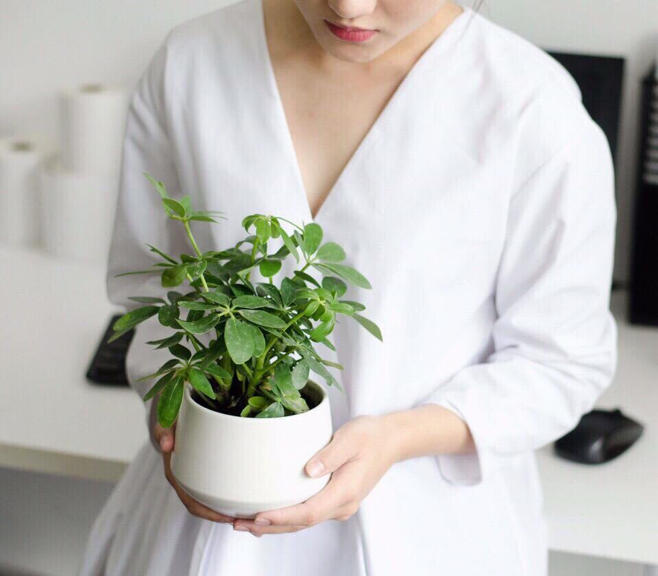 [HCM]Cây Ngũ Gia Bì