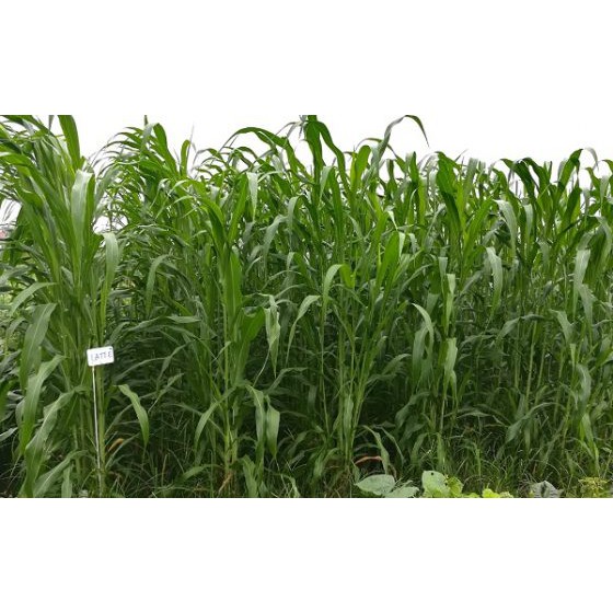 Hạt giống cỏ Sudan lai - Cỏ Cao Lương (gói 200g)