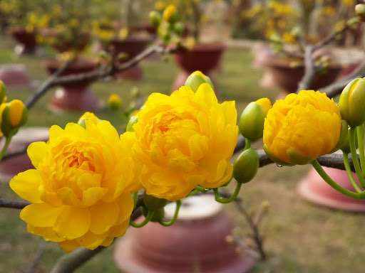 BẦU CÂY MAI VÀNG GIỐNG-CÁNH KÉP- ĐẠI LỘC