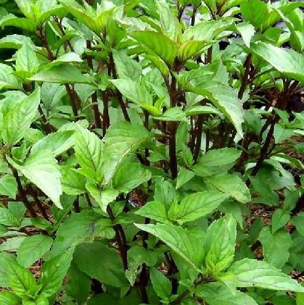 Hạt giống rau húng quế-2gr