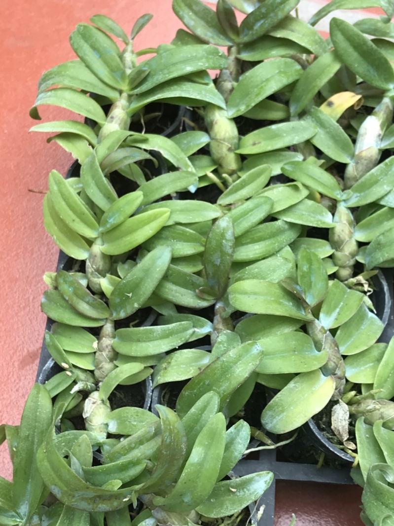 trầm siêu tím cây giống