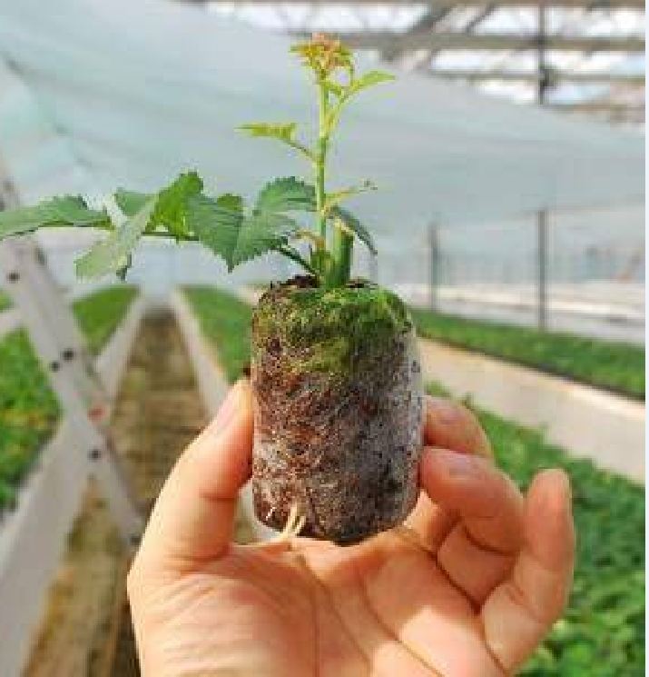 Bộ Viên nén sơ dừa ươm hạt giống ( 10 viên )