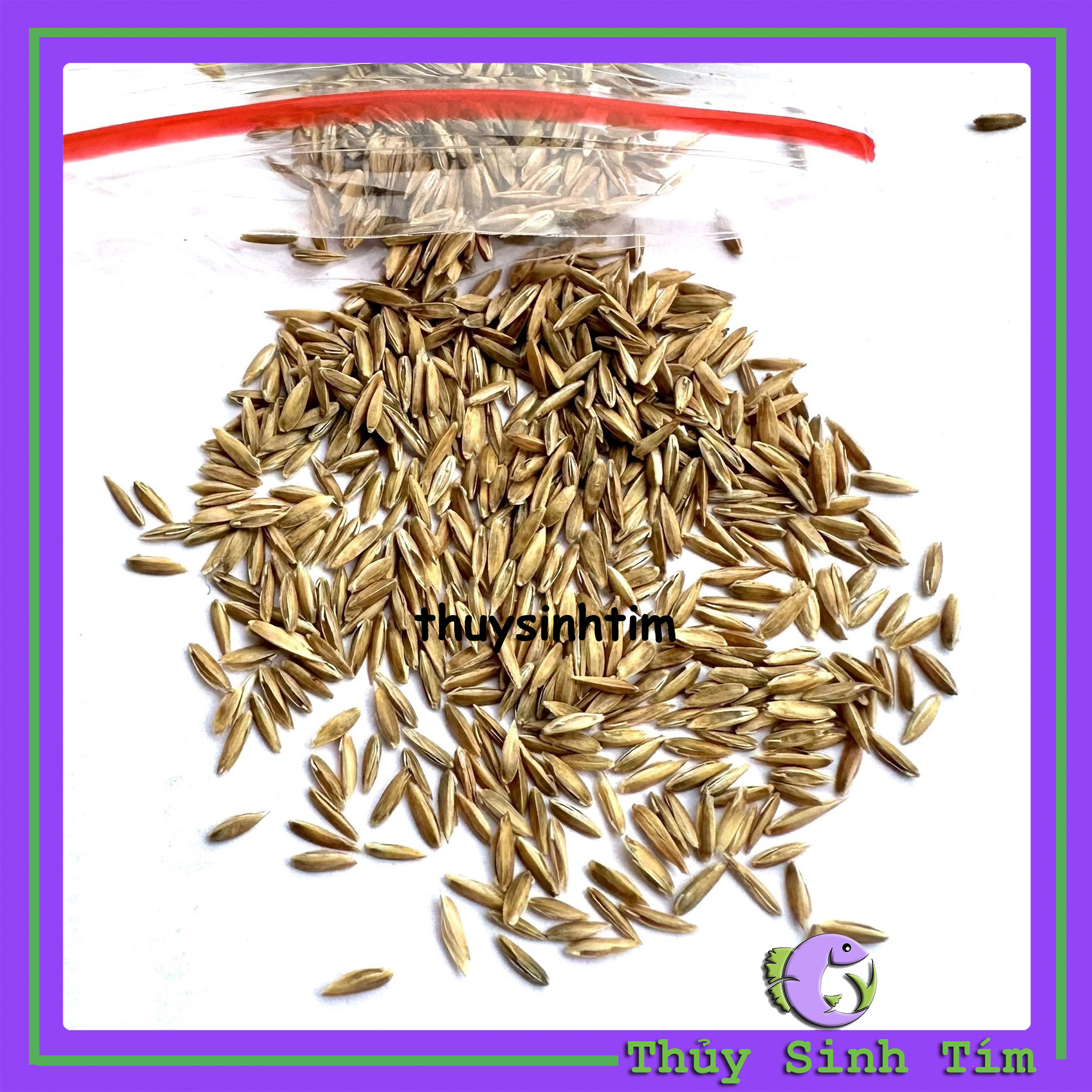 Hạt Giống Cỏ Thủy Sinh & Thanh Điệp (Trân Châu TQ)