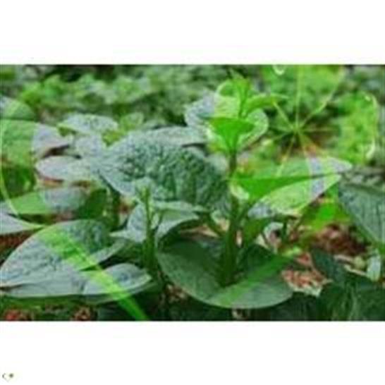 Hạt giống mồng tơi xanh - gói 20 gram