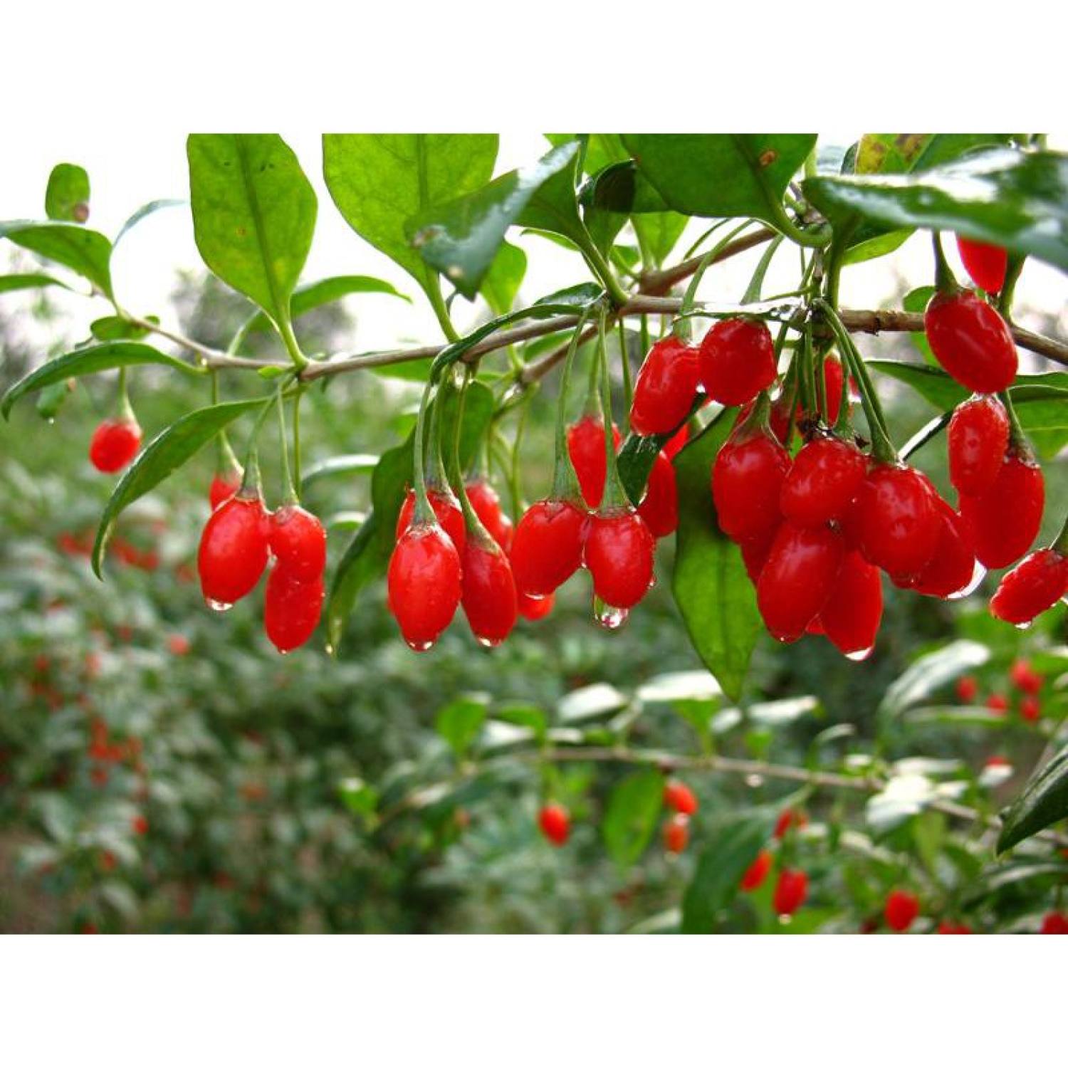 Ma347 gói hạt giống quả câu kỷ tử gojiberry