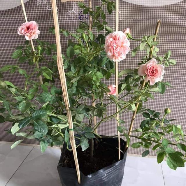 Bâu hoa hồng leo Abraham đang mầm đẹp