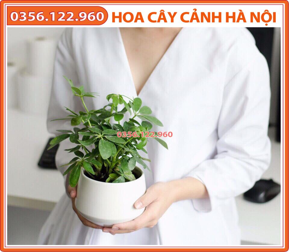 Cây ngũ gia bì để bàn