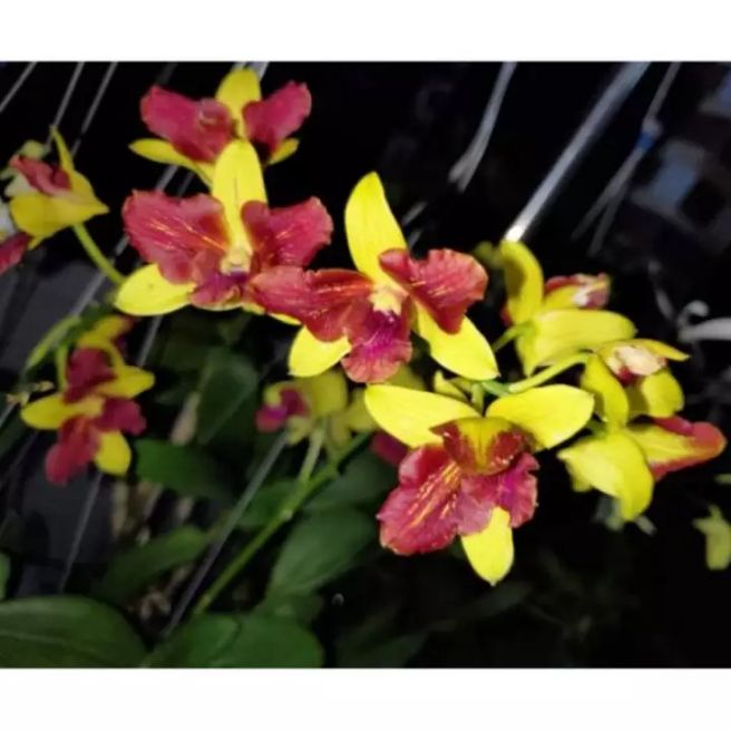 Hoa lan Denro nắng 3 vàng 3 đỏ hoa thơm