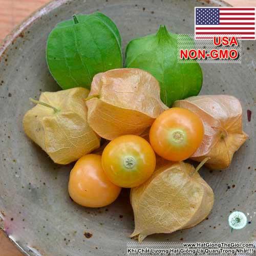 50h Hạt Giống Trái Anh Đào Đất/ Thù Lù Nam Mỹ Gold (C5.202| C4*W23*M001)