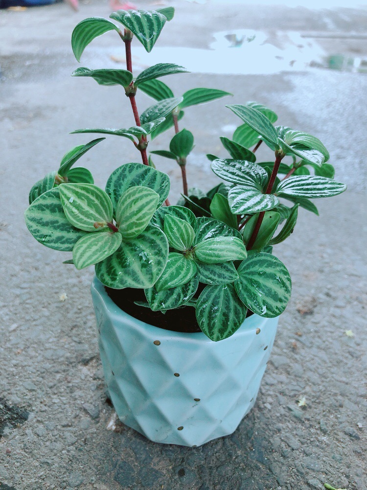 Chậu Cây Kim Cương Hột Xoàn