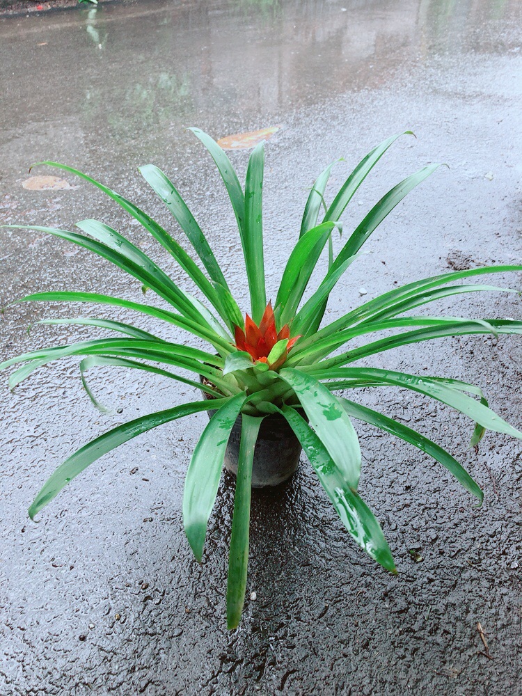 [HCM]Phong Lộc Hoa