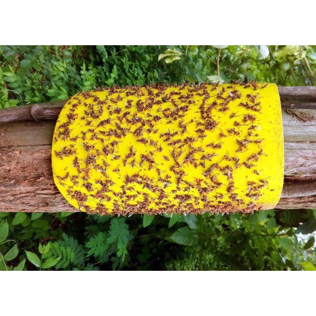 Miếng bẫy dính ruồi vàng 2 mặt ( 20x25cm )