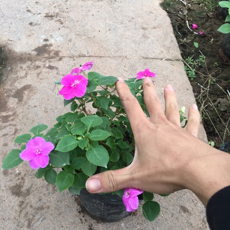[CHỈ GIAO MIỀN BẮC] Hoa Ngọc Thảo Đơn Sẵn Nụ Và Hoa (Cây Như Ảnh)