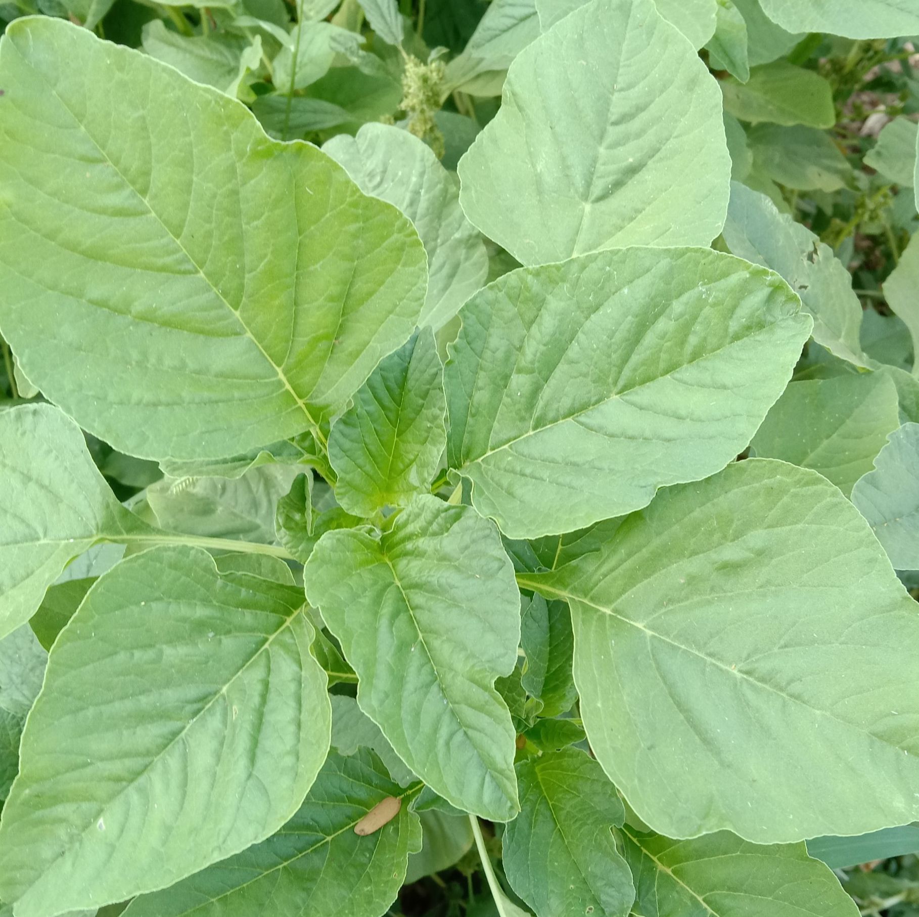 Hạt giống rau dền cơm (Gói 10gram) - Dễ Trồng, Nhanh Thu Hoạch