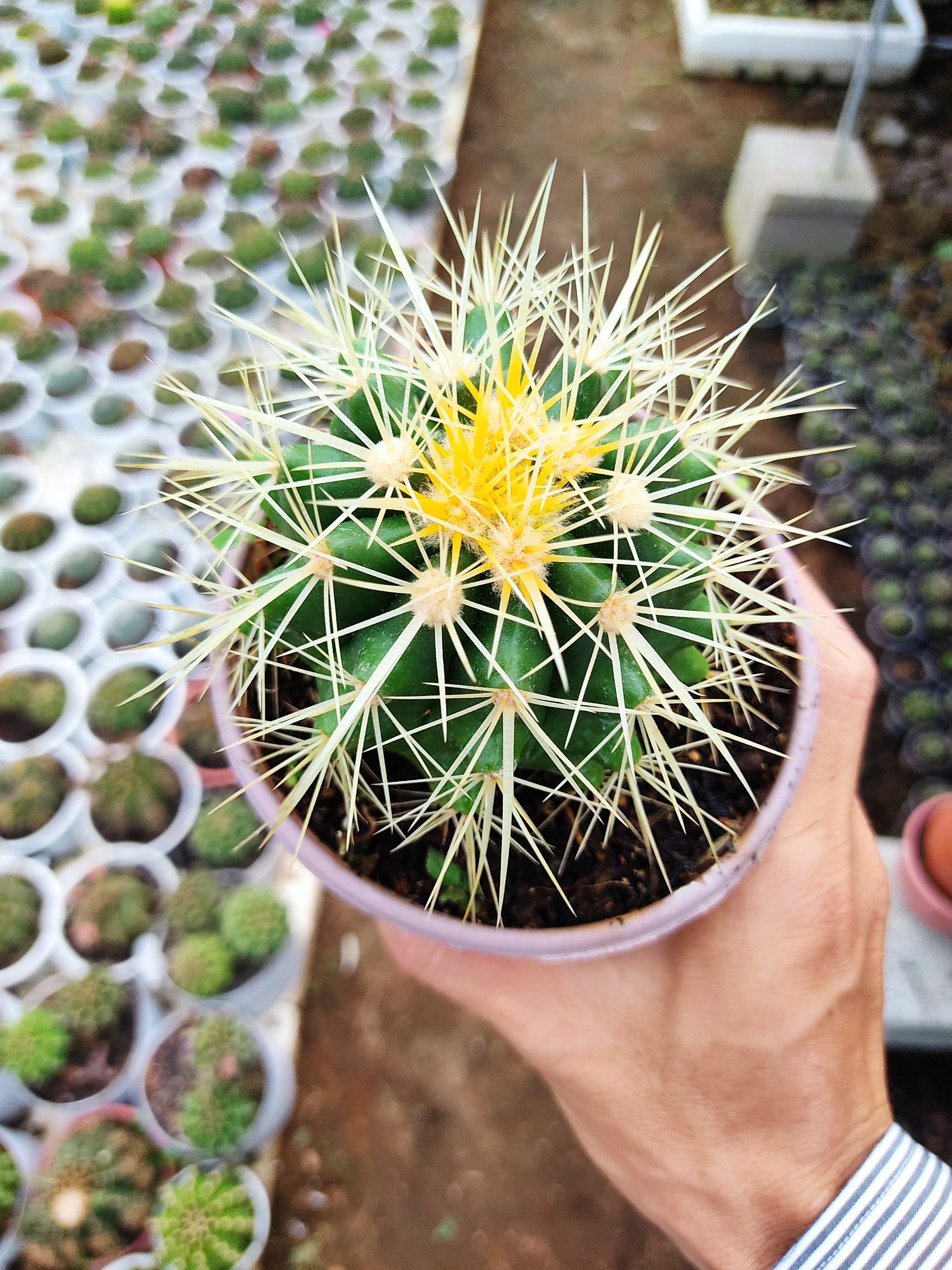 Xương rồng KIM HỔ (nhiều size)