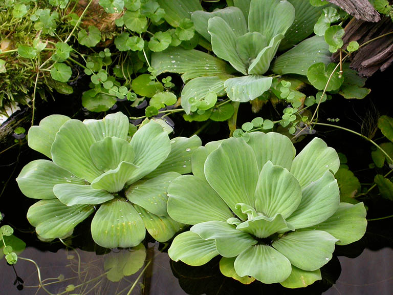 BÈO CÁI TO, bèo tai tượng (phù bình)
