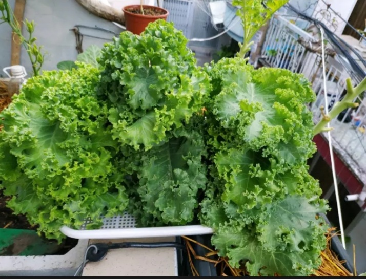 (HCM) Hạt giống cải xoăn kale 5gram